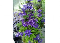 Clematis Multi Blue / Klemátisz Iszalag kék virágú